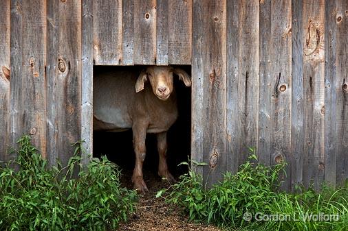 Looking Out_06599.jpg - Goat photographed at the Lang Pioneer Village near Keene, Ontario, Canada.